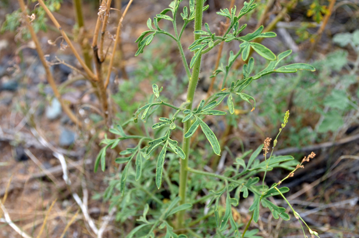 Trans-Pecos Thimblehead leaves are green and most of the leaves are found at the base of the plant. Leaves are divided into 3 linear segments or linear lobes. Note that the leaf edges are rolled back or revolute. Hymenothrix wislizeni